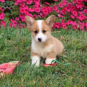 Ezekiel, Pembroke Welsh Corgi Puppy